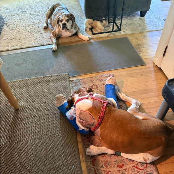 Ally is Live 🚫Do Not Buy This Listing 🚫 Follow this flyer for notification. 💕🍀🐾 - Picture 8 of 13